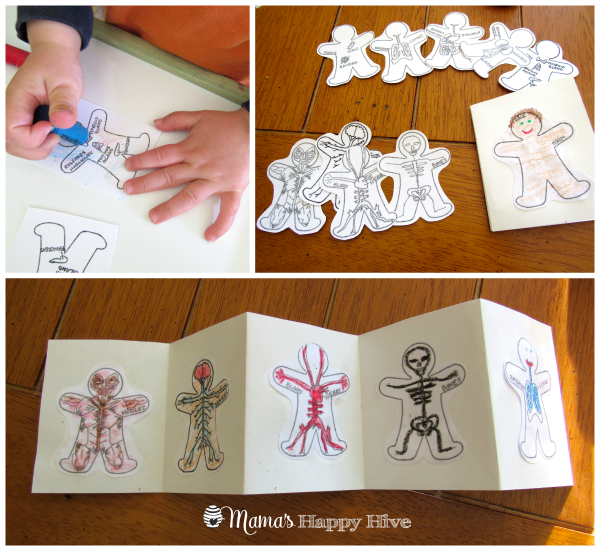 Montessori Human Anatomy Introduction Mama S Happy Hive