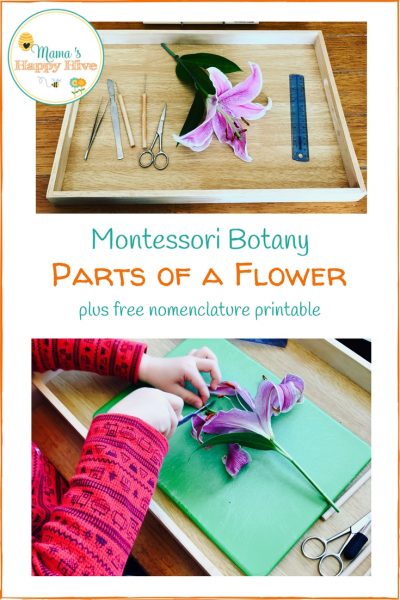 Montessori Botany: Examining the Parts of a Flower