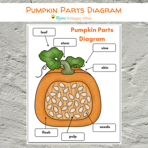 free-printables-of-the-parts-and-life-cycle-of-a-pumpkin-teachersmag-pumpkin-activities